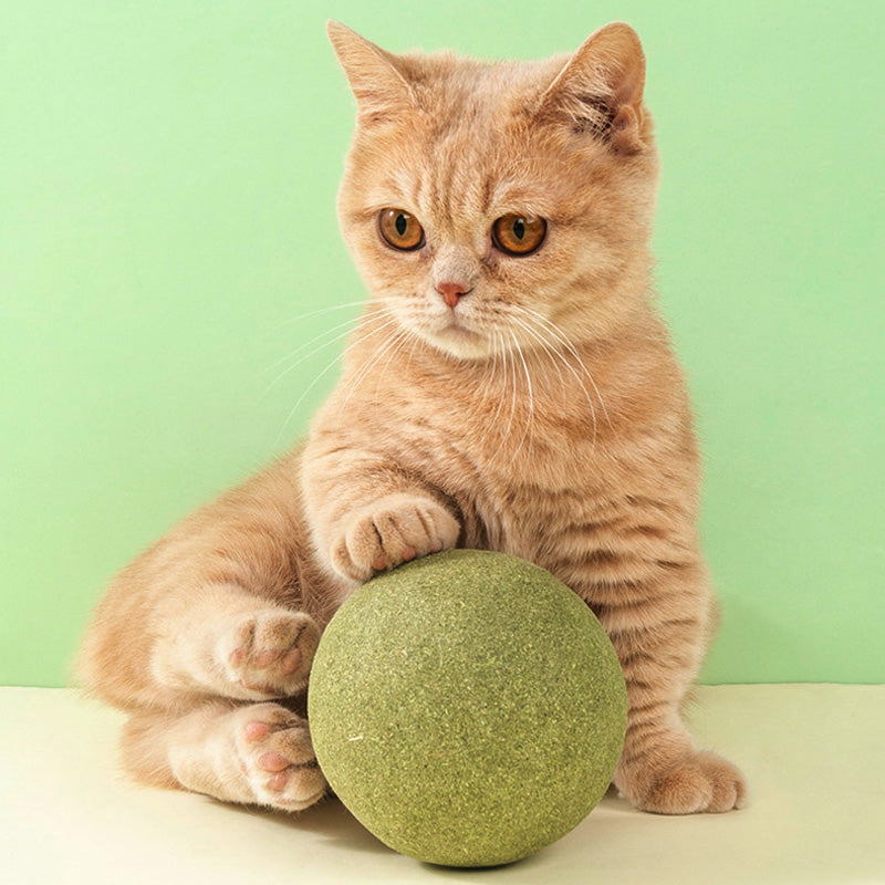 🤩Énormes boules d'herbe à chat🤩