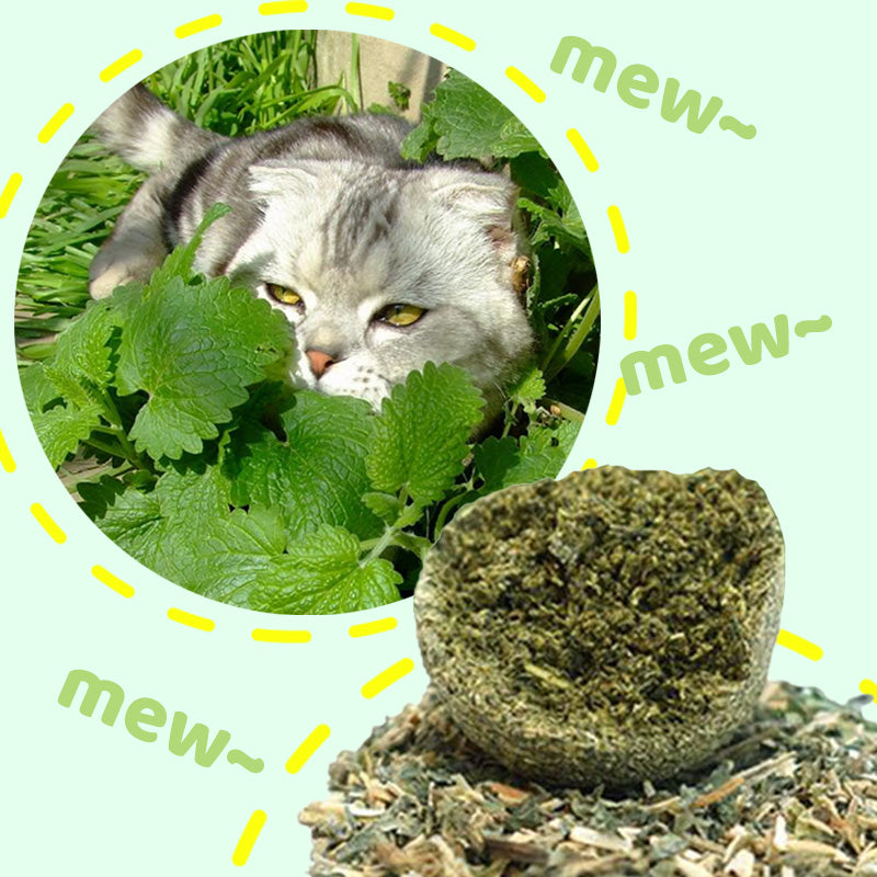🤩Énormes boules d'herbe à chat🤩