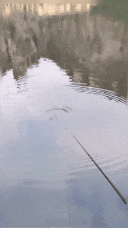 Flotteur de pêche automatique intelligent à haute sensibilité